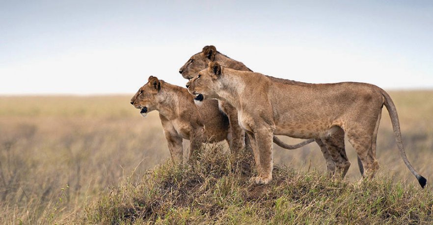 Afrikos liūtai